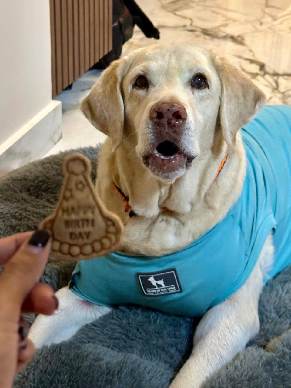 A happy golden retriever in a bandana, a Pet Gobbles customer