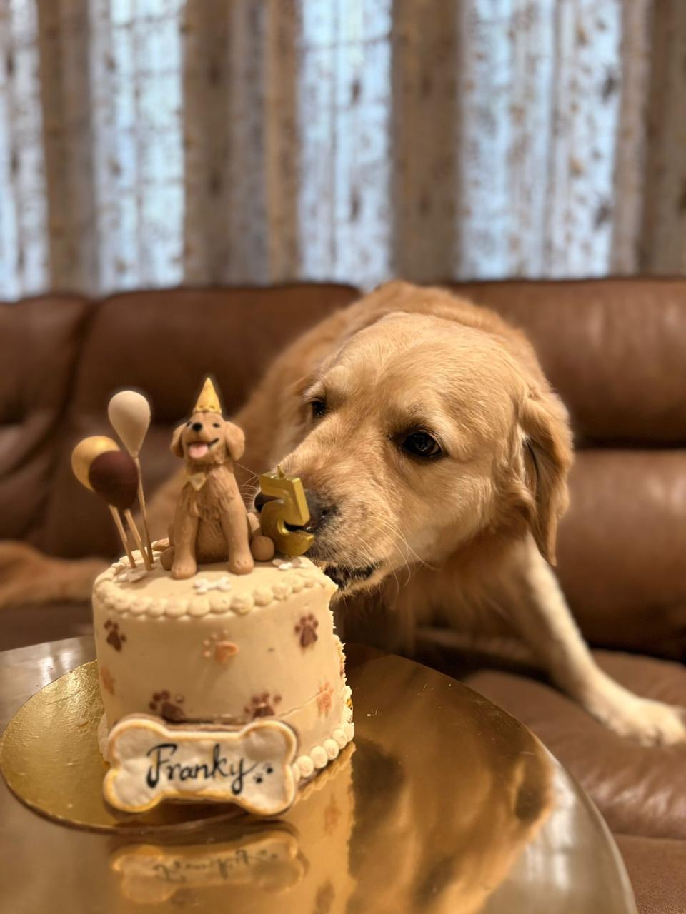 A happy dog beside its Pet Gobbles birthday cake
