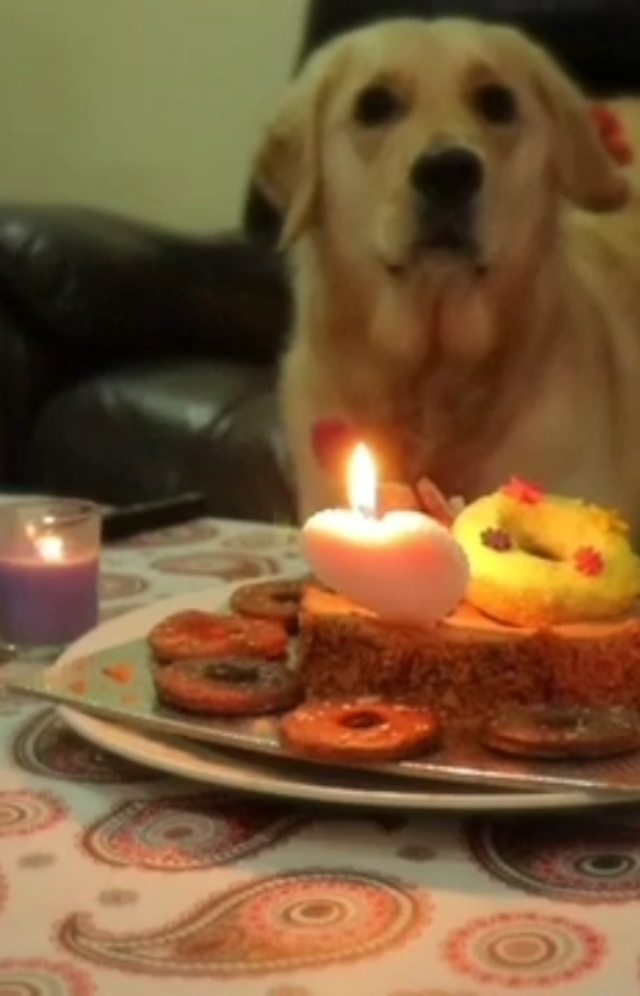 A golden retriever waiting behind a candle-lit birthday cake