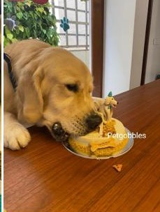 A golden retriever eating a Pet Gobbles cake